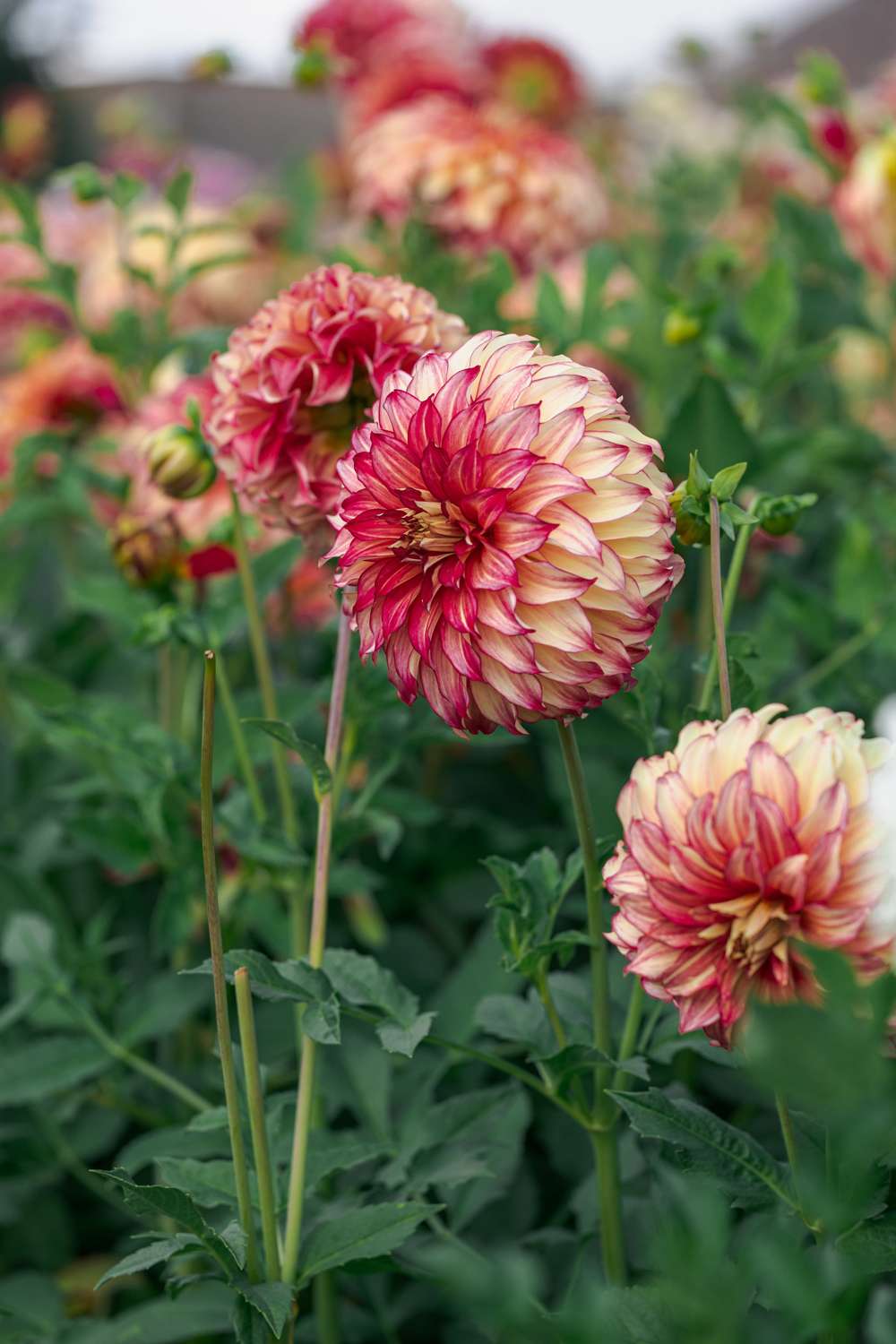 Dahlia Lady Darlene